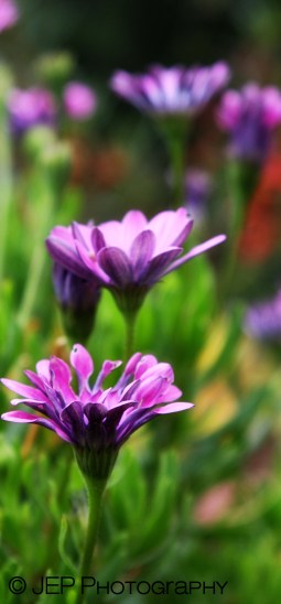 ©JEP Photography ©WriterElise