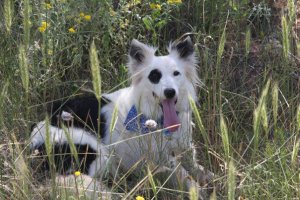 My best boy, Ice the dog. He loves the canyon as much as I do.