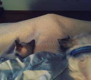 These two are the best supporters. They are always ready for a nap.