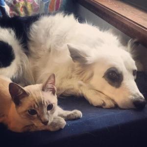 They're adorable. That's their saving grace most days.