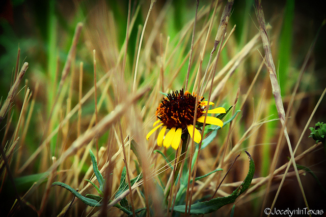 ©JEP Photography ©JocelynInTexas ©ElisePhillips